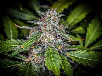 Top 5 High Yield Autoflower Seeds Fast Buds