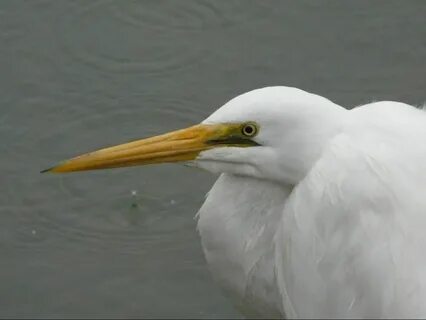 White heron or kōtuku - a bird a day - Copper Catkin