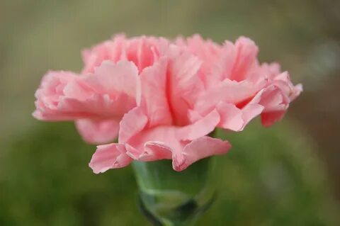 Pink carnations, Carnations, Bloom