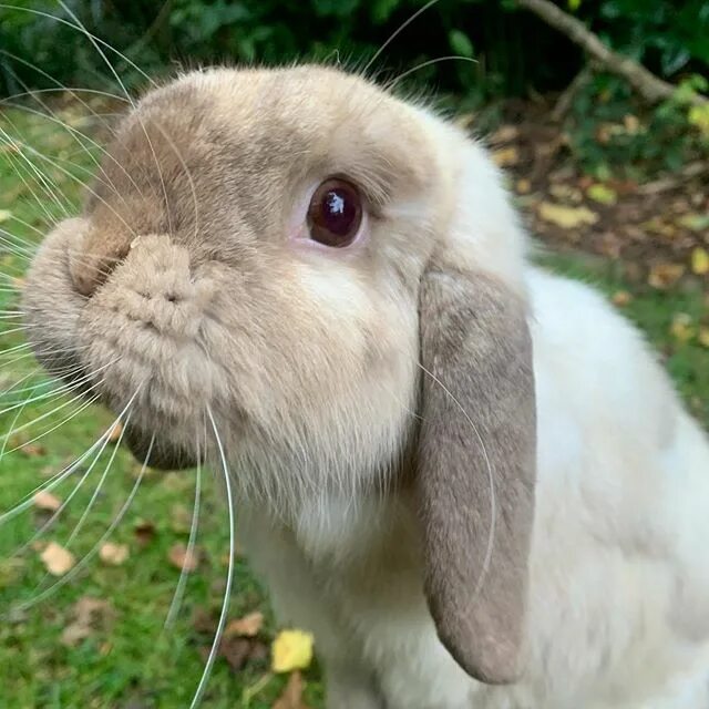 Cheeky bunny