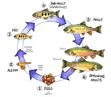 Pin by Lynn Burgoyne on EDU10: Inspiration Life cycles, Fish