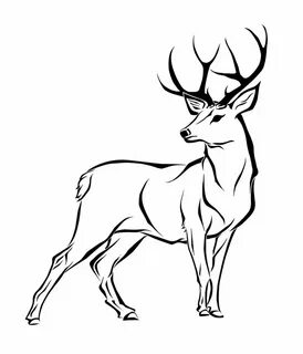 deer drawing - Besko