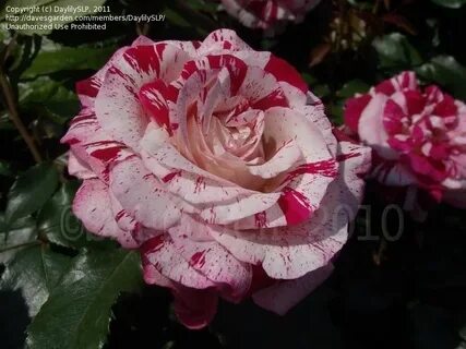 PlantFiles Pictures: Grandiflora Rose 'Rock & Roll', 1 by Da