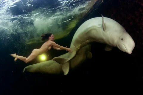naked Russian diver swimming with beluga whales.