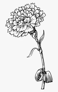Carnation Flowers Stem Free Picture - Marigold Black And Whi