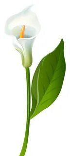 calla lily png - Clip Art Library