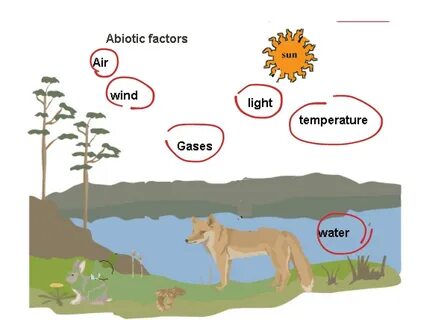 Abiotic Science ShowMe