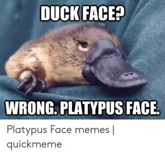 DUCK FACE? WRONG PLATYPUS FACE Quickmemecom Platypus Face Me