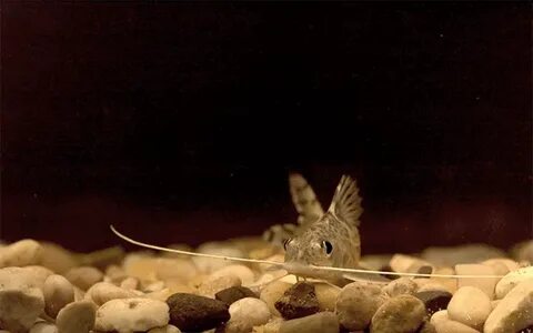 GIF catfish - animated GIF on GIFER