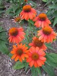 Rotary Botanical Gardens - Hort Blog: Sombrero Coneflowers (