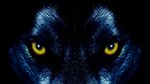 Скачать 3840x2160 волк, глаза, хищник, взгляд обои, картинки