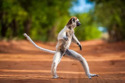 This Leaping Lemur Likes To 'Move It Move It' HuffPost UK.