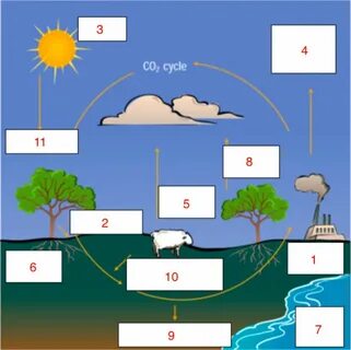 Carbon Cycle Practice worksheet