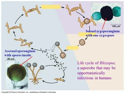 Kingdom Fungi. - ppt download