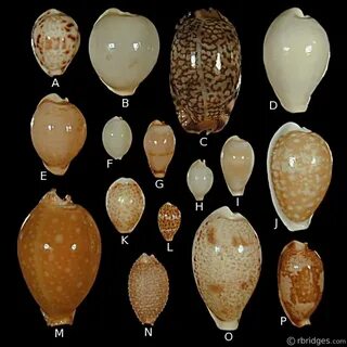 Photo of rare cowries Sea shells, Sea glass shell, Shells