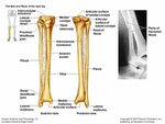 The Axial Skelton Activity ppt video online download