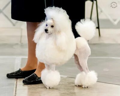 buy akc mini poodle, Up to 75% OFF