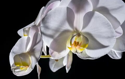 Wallpaper macro, white, Orchid images for desktop, section ц