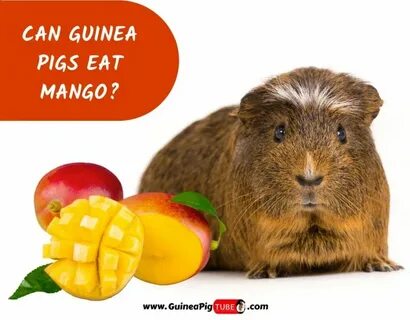 Can Guinea Pigs Eat Mango? (Benefits, Risks, Serving Size & 