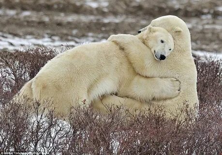 Polar bear siblings share a friendly hug in the snow Polar b