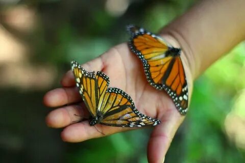 How To See the Monarch Butterfly Migration in Mexico