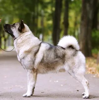 Породы собак: фото, названия пород, описания Птичка.ру