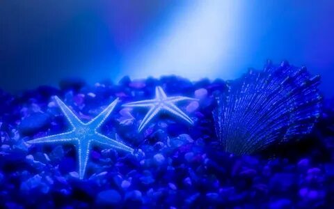 Wallpaper : purple, blue, underwater, starfish, coral reef, 