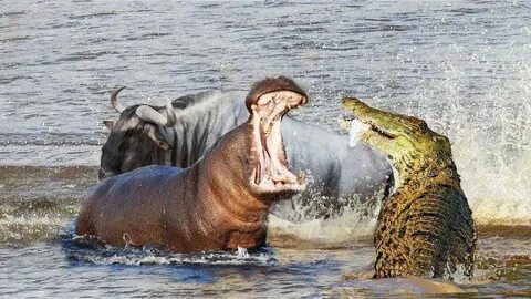 100 Hippo vs 1 Crocodile Tiger attack Warthog Wild Animal At