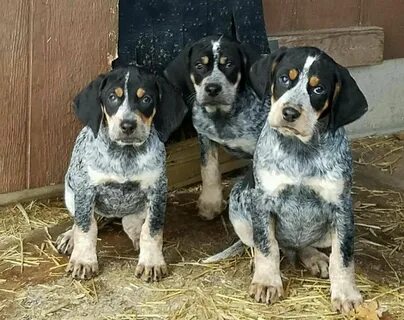 Bluetick Coonhound Puppies, Penny, Melvin, Boomer Coonhound 