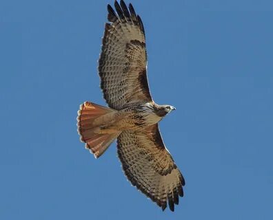 Red-tailed Hawk Habitat A Birds Delight