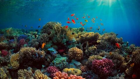 Download Ocean Coral Reef Wallpaper | Wallpapers.com.