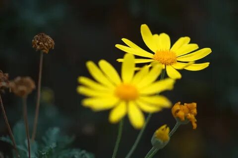 seen objects - a photoblog - Yellow Daisies