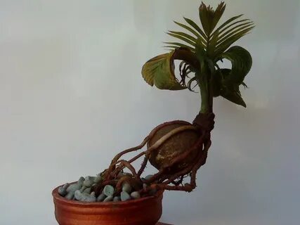 Bonsai Kelapa