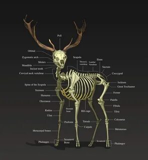 Human and Deer Organ Diagrams 101 Diagrams