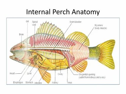 Perch Dissection Pre-Lab - ppt video online download