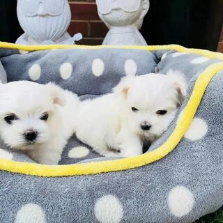 Buy AKC reg and 5 generations puppies for sale USA Puppies F