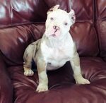ArtofWarKennels - Merle And Tri Color XL Pit Bull Puppies Fo