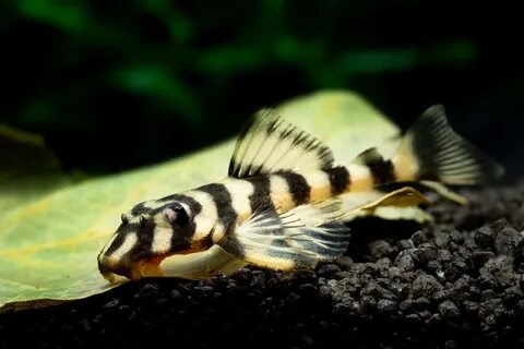 Butterfly Pleco: Care, Size, Breeding & More - Fish Laborato