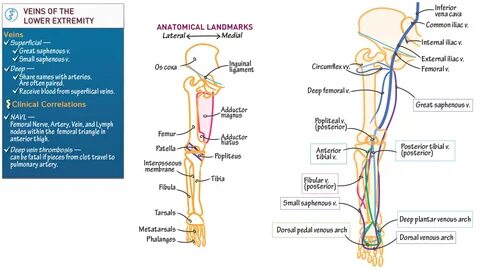 Gross Anatomy: Veins of the Lower Extremity Draw It to Know 