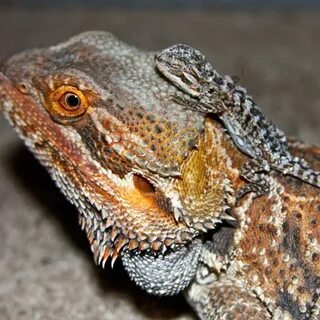 Bearded Dragon Breeding Bearded dragon, Bearded dragon breed