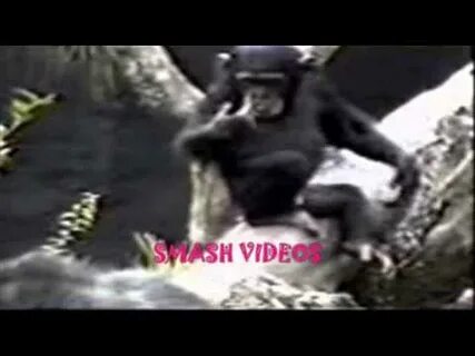 Funny chimpanze you will defineitly laugh - YouTube