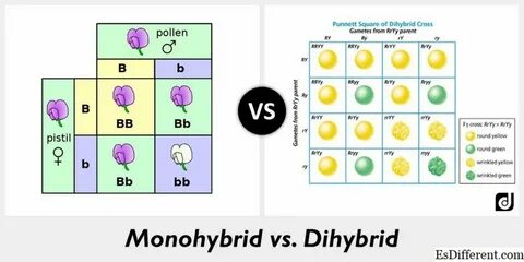 Monohybrid ja Dihybrid Cross 2022