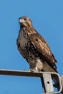 Chicken Hawk While on a trip to photograph Sand Hill Crane. 