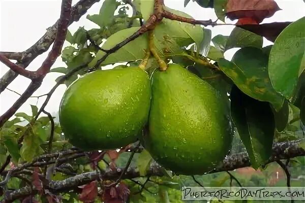 Sample the Tropical Fruit Available in Puerto Rico