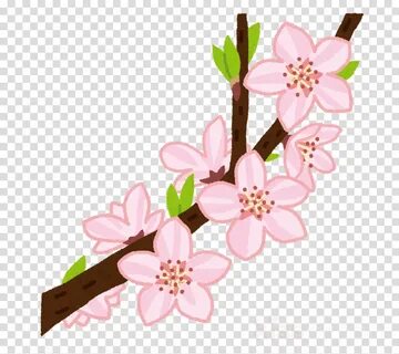 Cherry blossom clipart - Pink, Blossom, Flower, transparent 