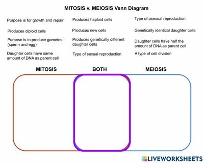 Meiosis Worksheet Answer Key - Cell Cycle And Mitosis Worksh