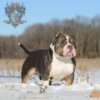 American bully, Bully breeds, Bullying