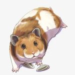 Hamster Vector at GetDrawings Free download