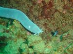 File:Six gill hagfish Eptatretus hexatrema at the Oakburn DS
