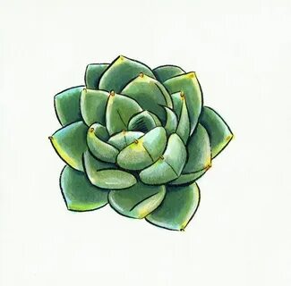 Image result for how to draw succulents step by step Succule